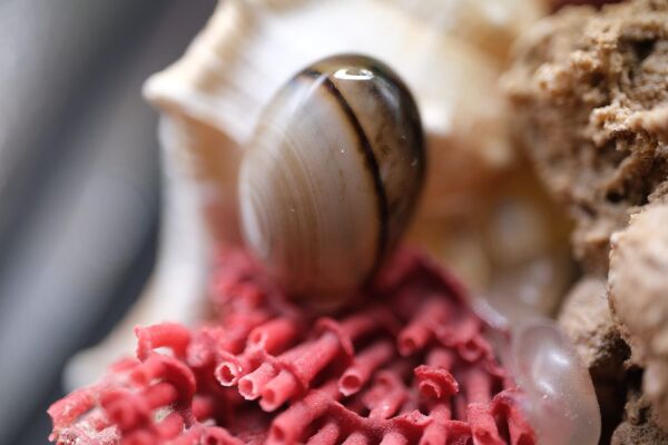11.90ct 18.1x13.1mm Natural Banded Agate