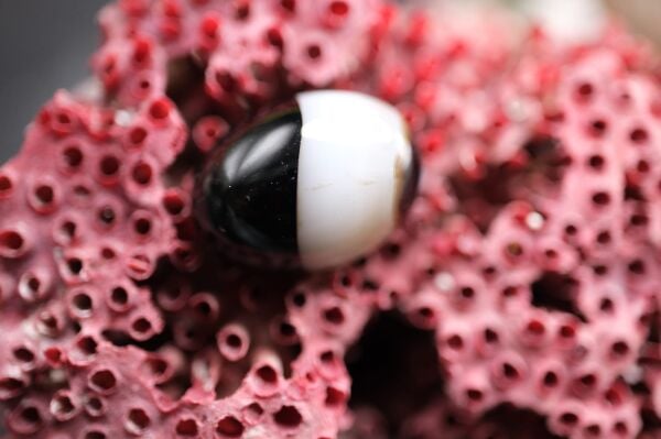 12.80ct 18.1x13.3mm Natural Banded Agate