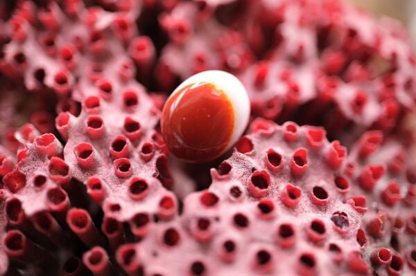 3.10ct 10.5x8.4mm Natural Banded Agate