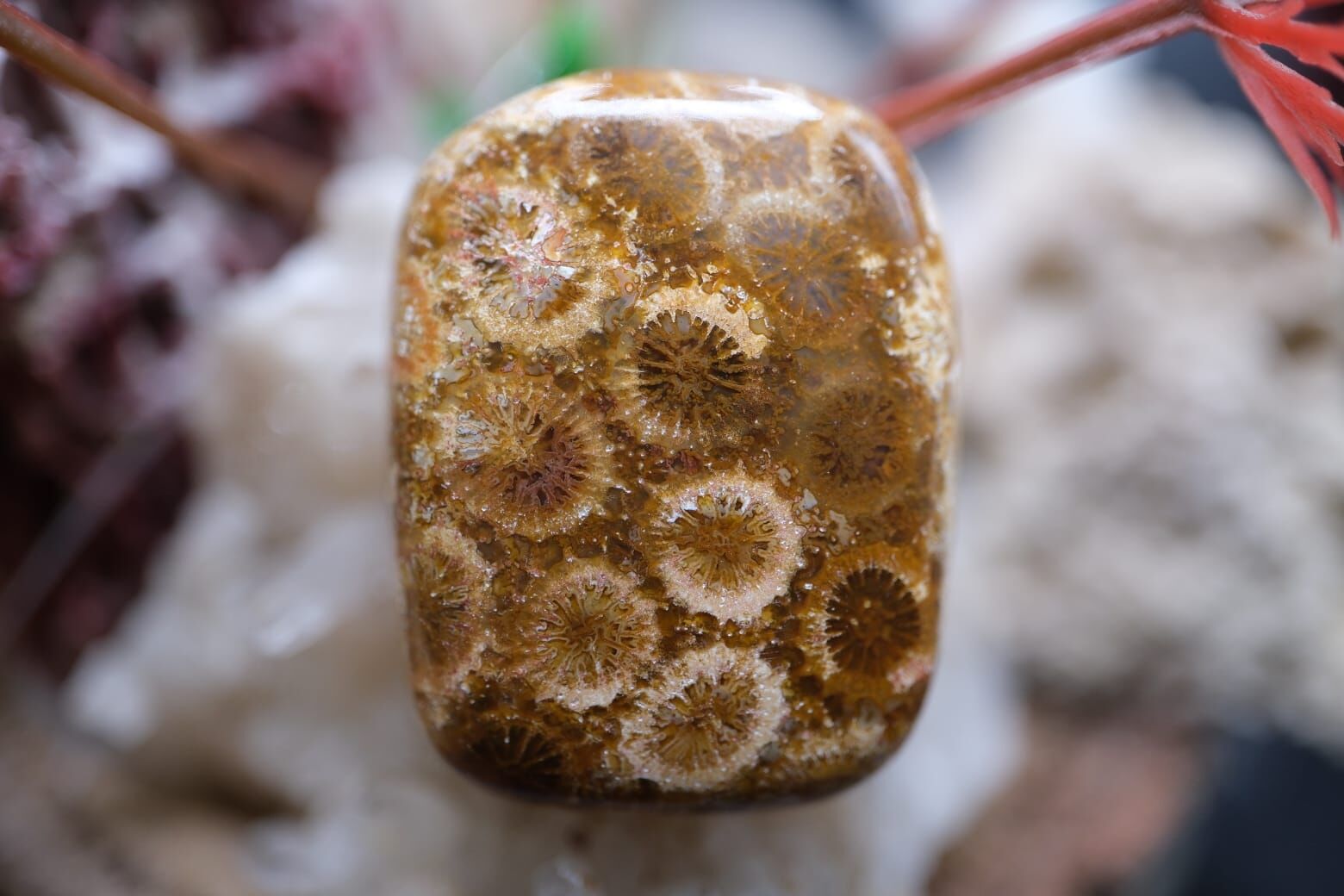 38.25ct 28.6x22mm Natural Coral Fossil