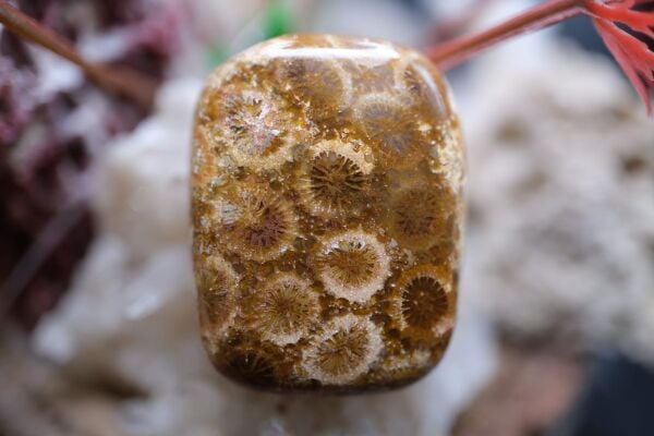 38.25ct 28.6x22mm Natural Coral Fossil