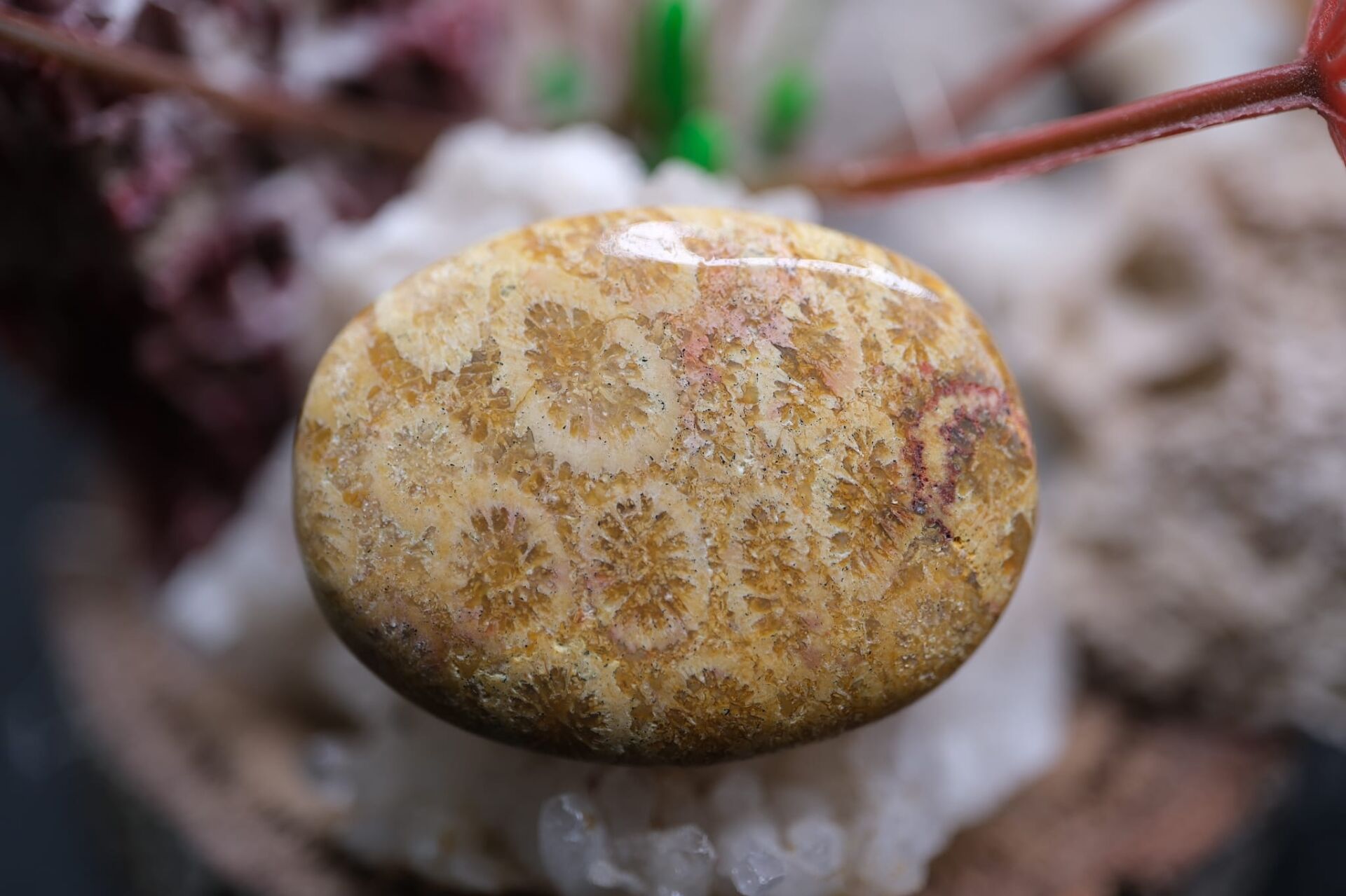 26.50ct 29.6x22.3mm Natural Coral Fossil