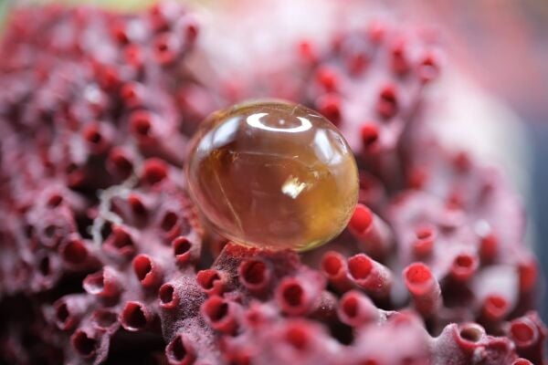 11.05ct 14.5x11.9mm Oval Cabachon Natural Citrine