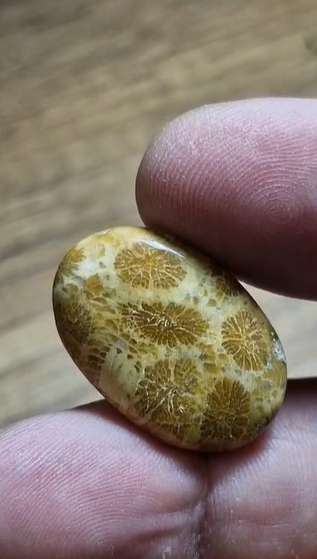 22.15ct 26.1x17.5mm Oval Coral Fossil