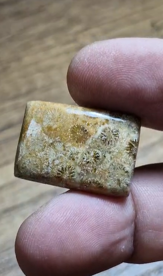 28.35ct 25.2x18.2mm Octagon Coral Fossil