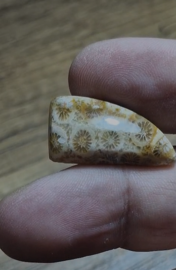 20.20ct 29.2x15.2mm Fancy Coral Fossil